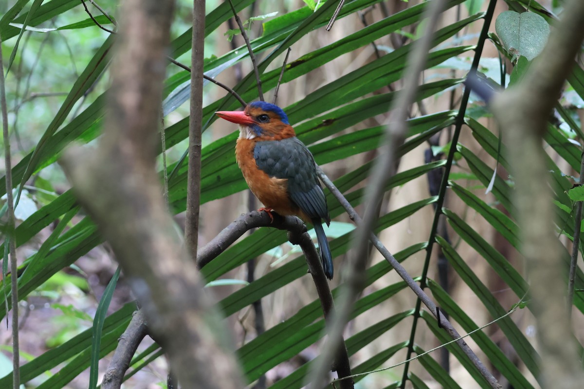 Green-backed Kingfisher - ML641163552