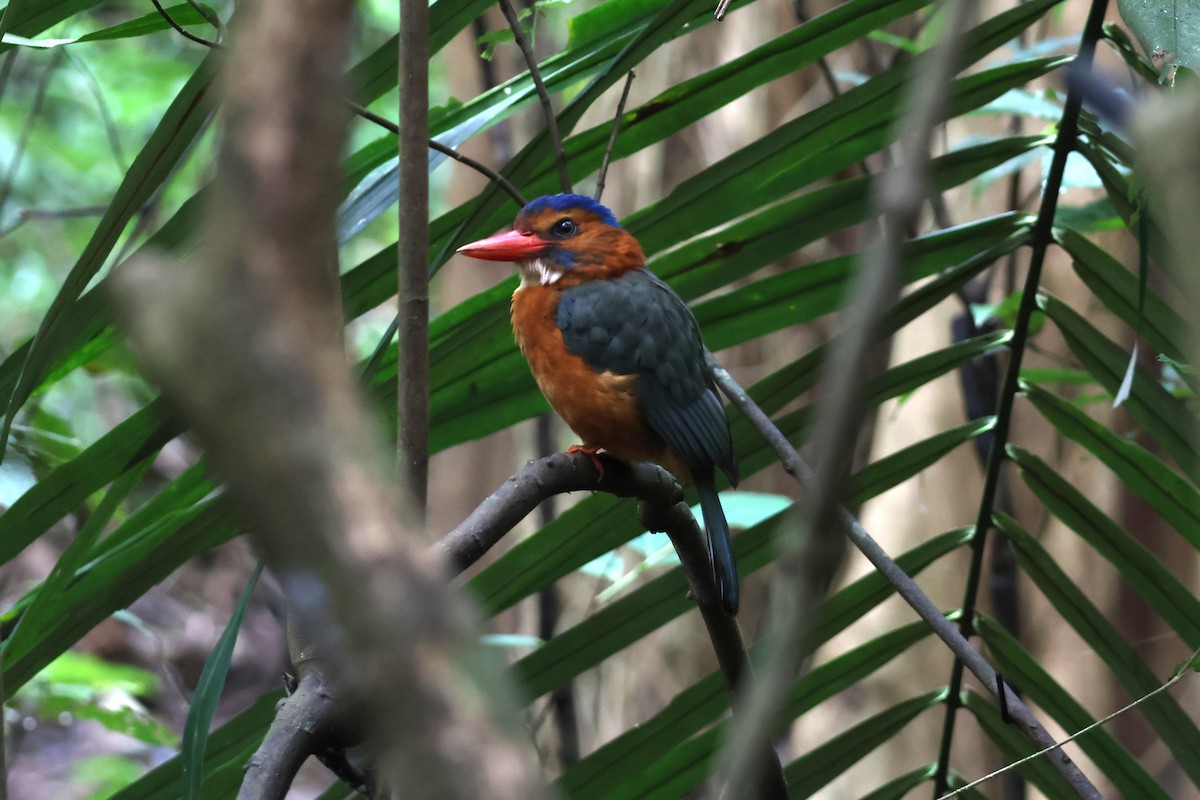 Green-backed Kingfisher - ML641163553
