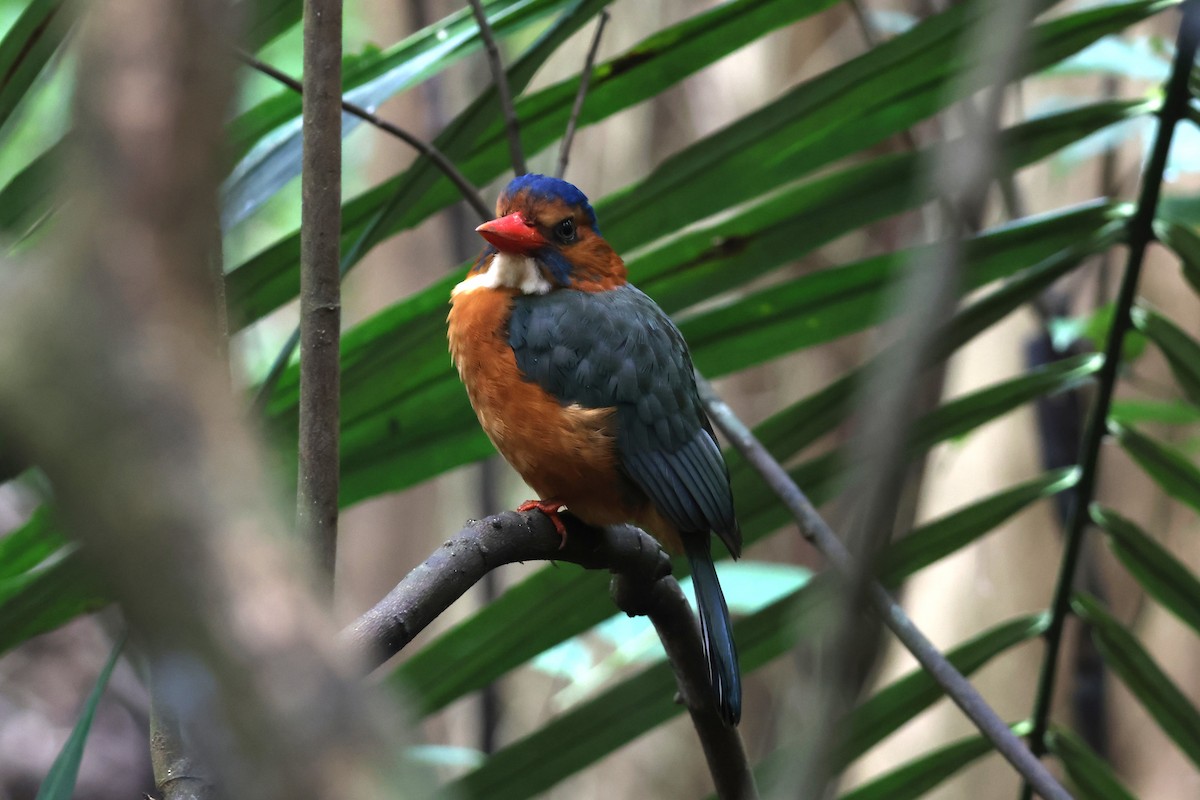 Green-backed Kingfisher - ML641163554
