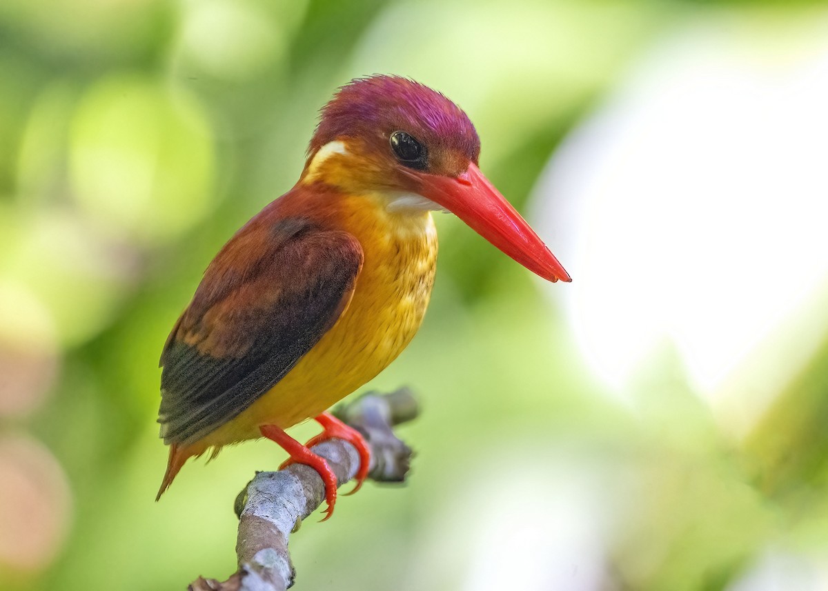 Rufous-backed Dwarf-Kingfisher - ML641163568