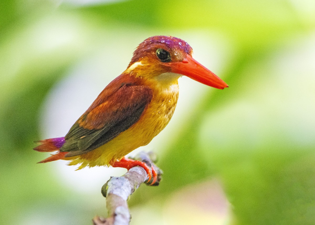 Rufous-backed Dwarf-Kingfisher - ML641163569