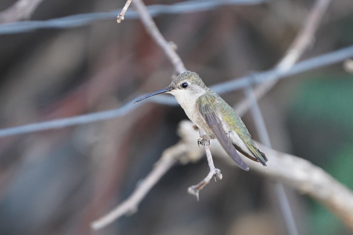 Costa's Hummingbird - ML641163570