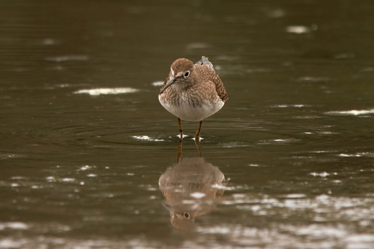 eremittsnipe - ML641163581