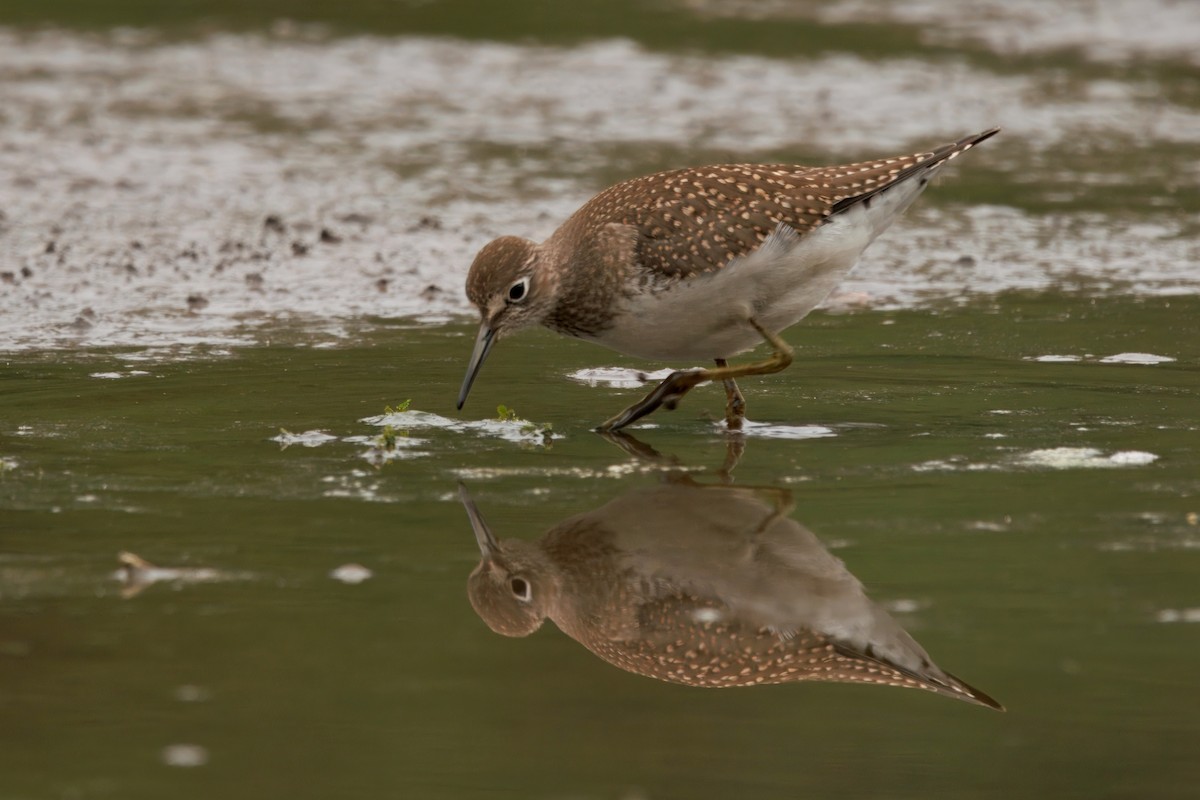eremittsnipe - ML641163582