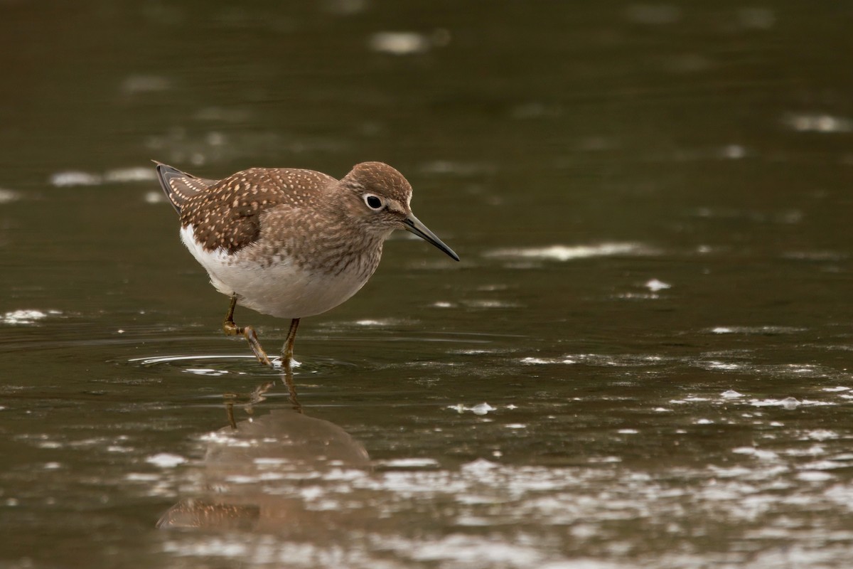 eremittsnipe - ML641163583