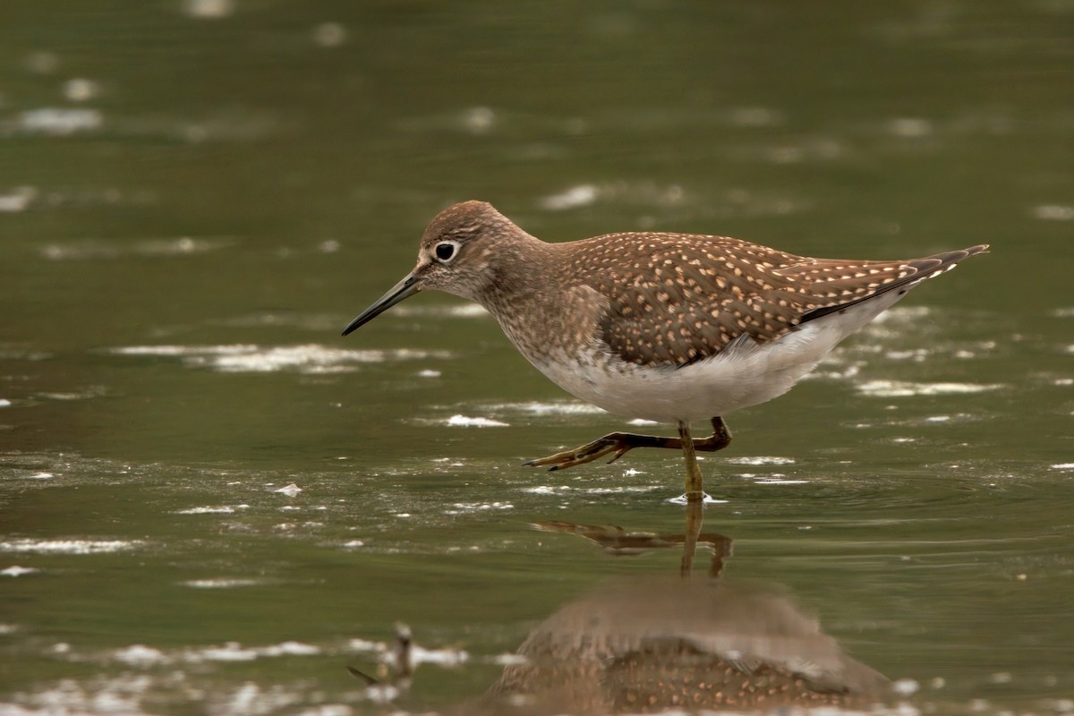 eremittsnipe - ML641163584