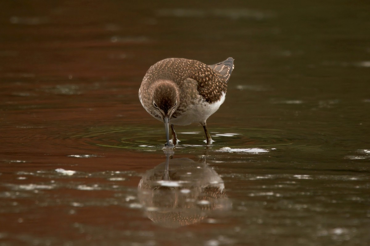 eremittsnipe - ML641163585