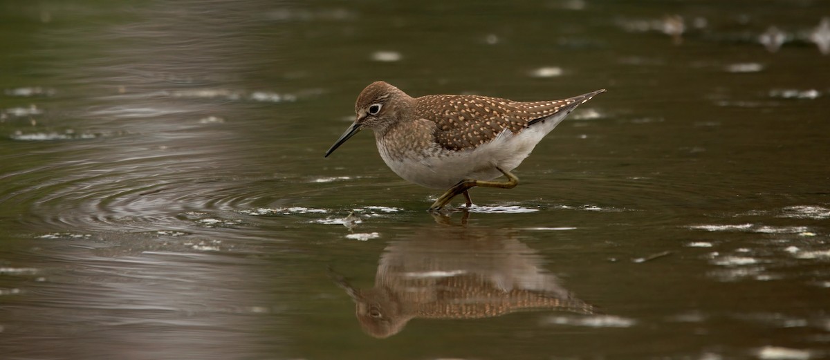 eremittsnipe - ML641163587
