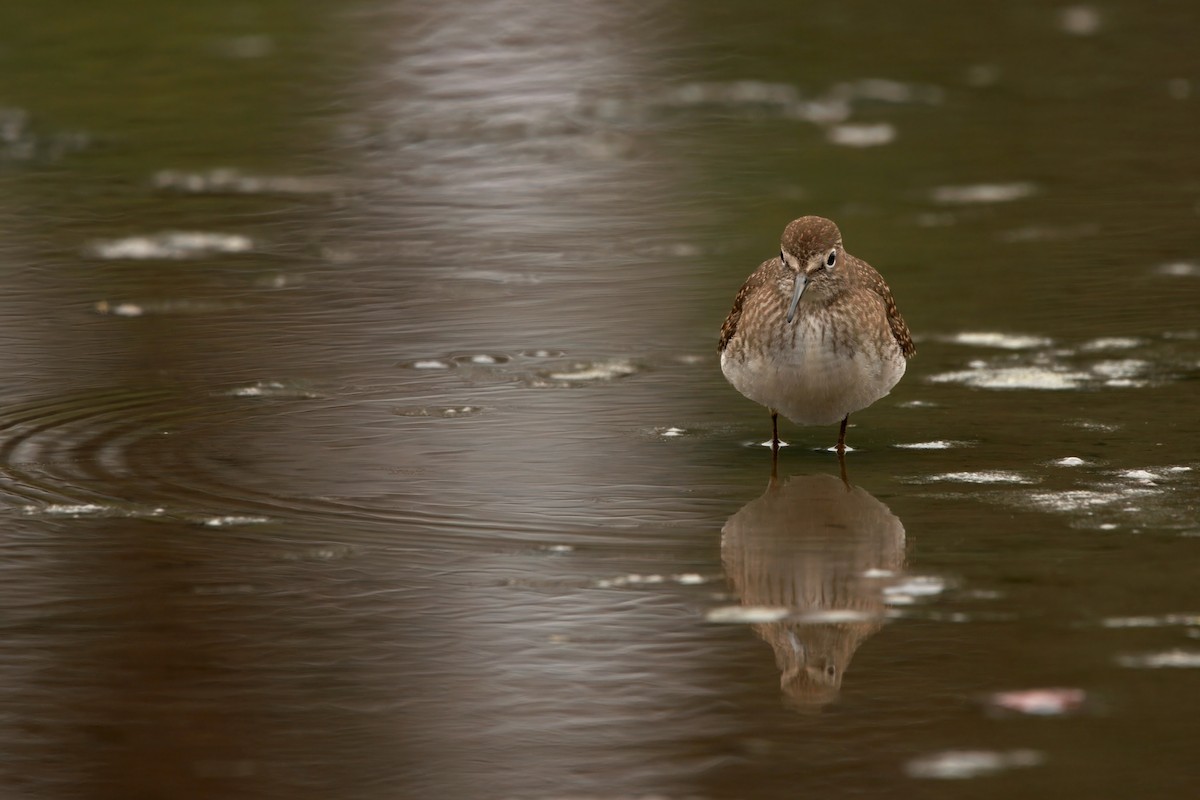 eremittsnipe - ML641163588