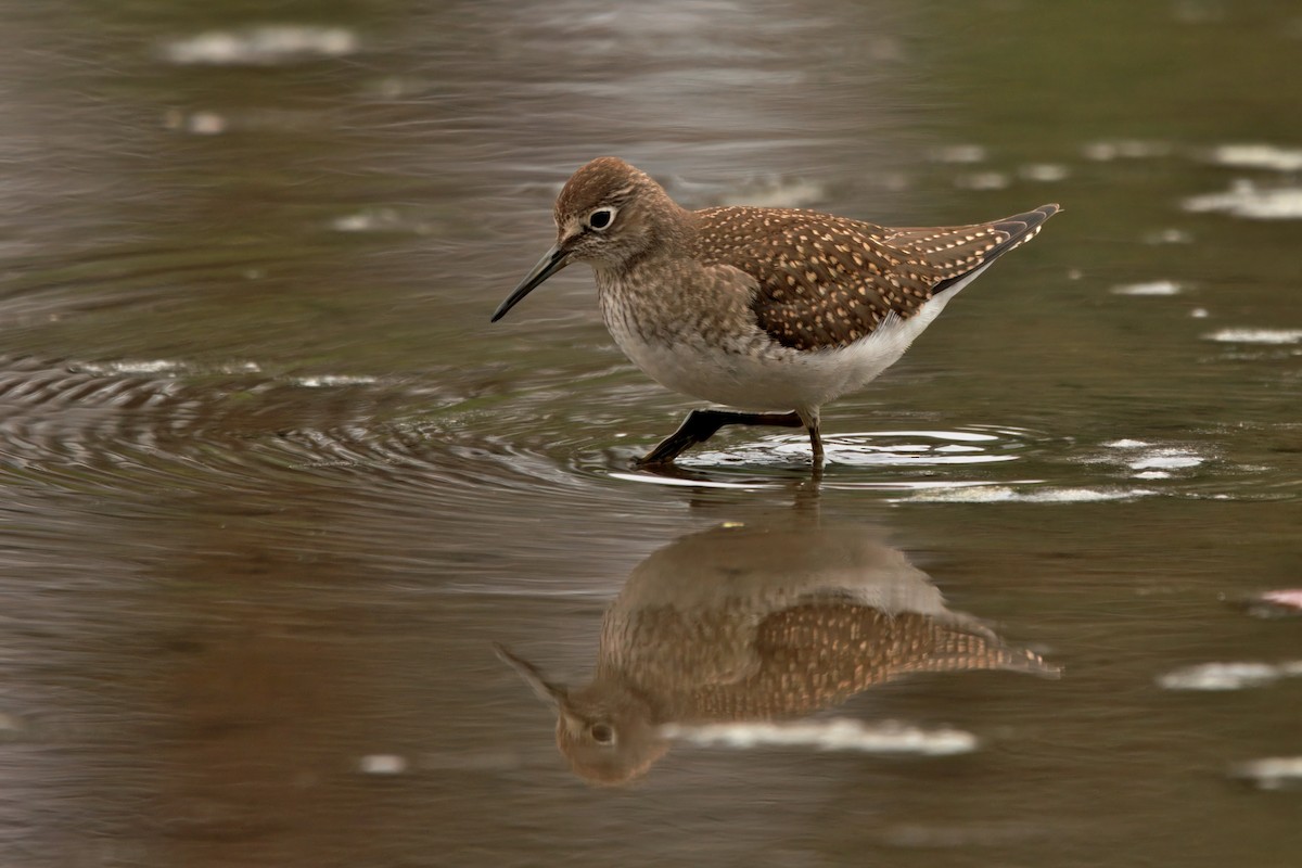 eremittsnipe - ML641163589