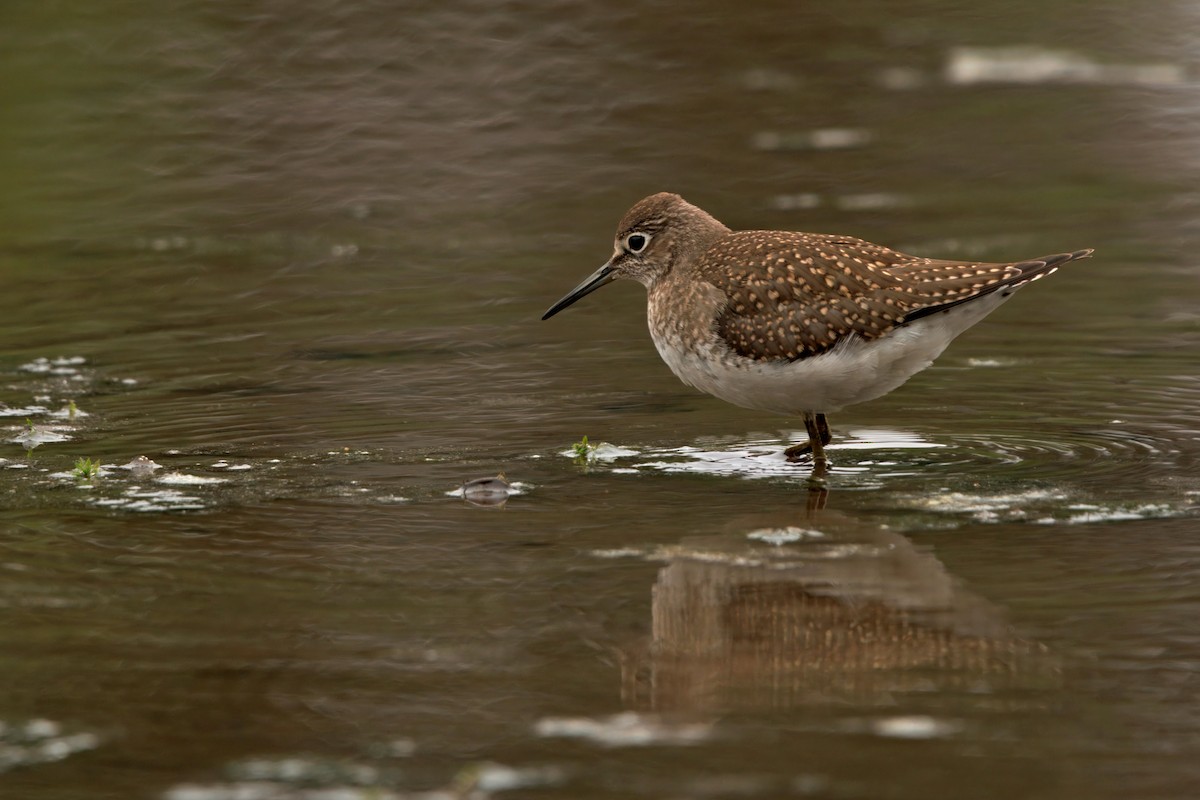 eremittsnipe - ML641163590
