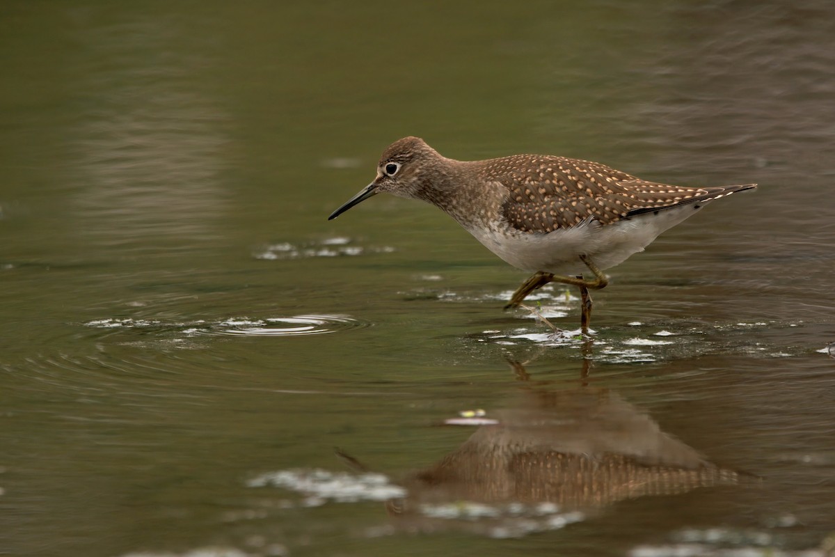 eremittsnipe - ML641163591