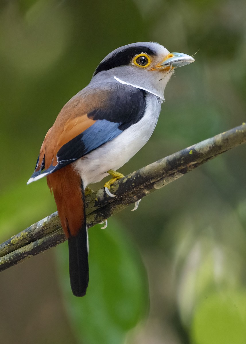 Silver-breasted Broadbill - ML641163592