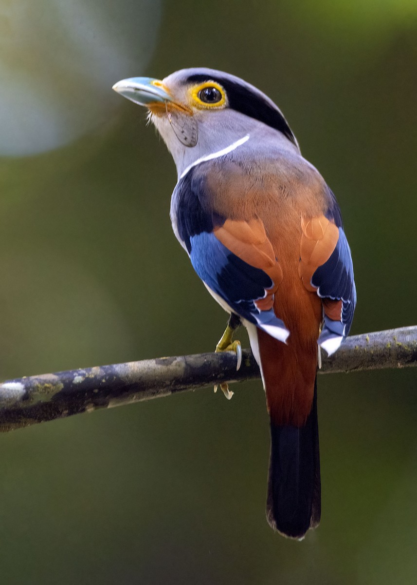 Silver-breasted Broadbill - ML641163593