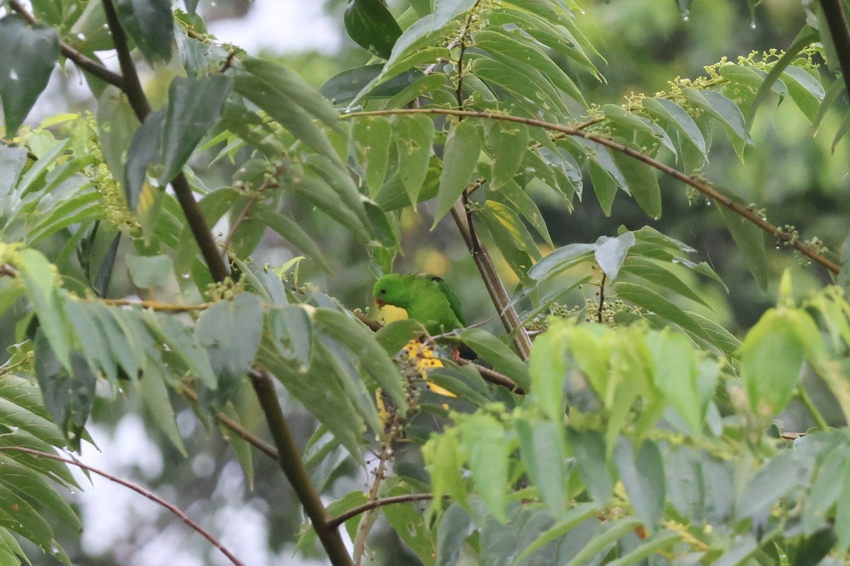 Pygmy Hanging-Parrot - ML641163605