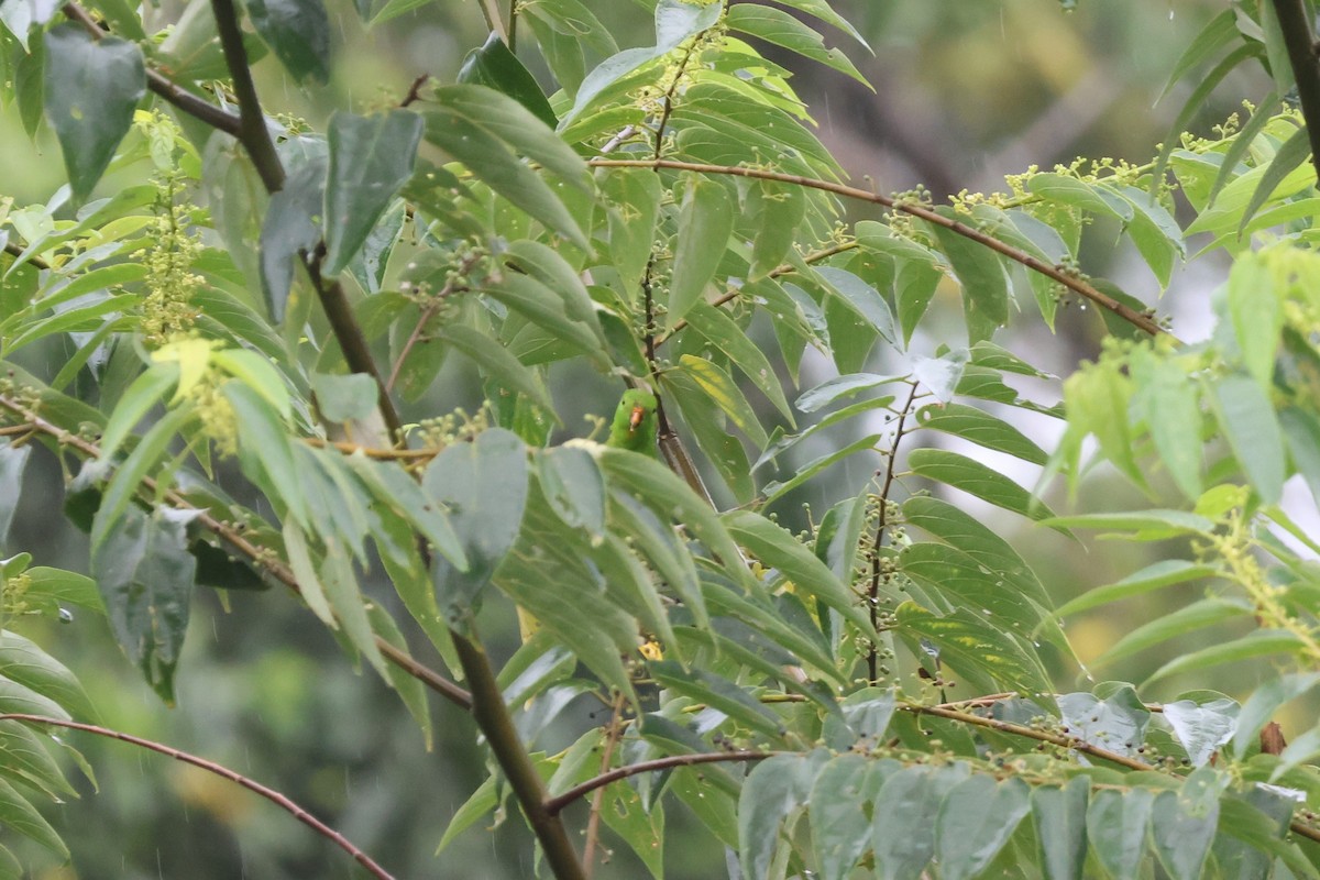 Pygmy Hanging-Parrot - ML641163606