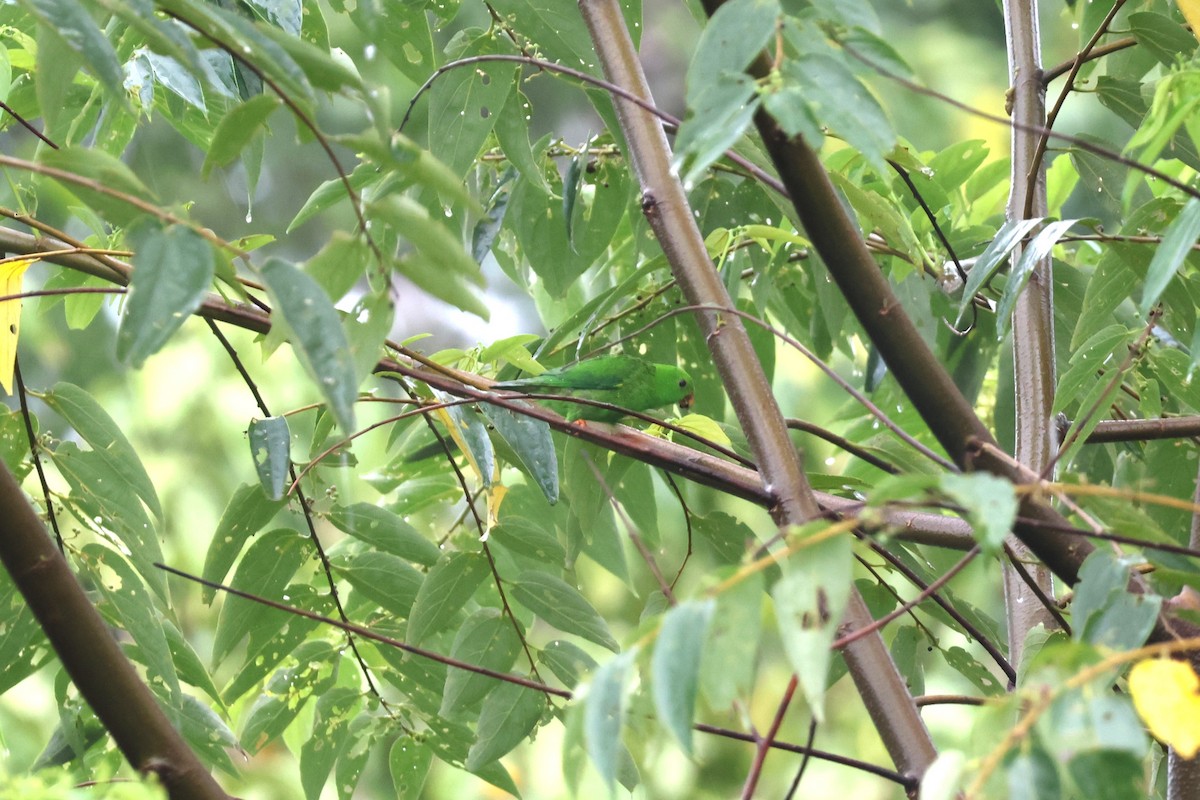 Pygmy Hanging-Parrot - ML641163607