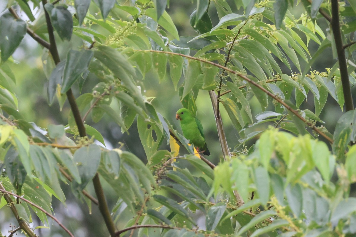 Pygmy Hanging-Parrot - ML641163608