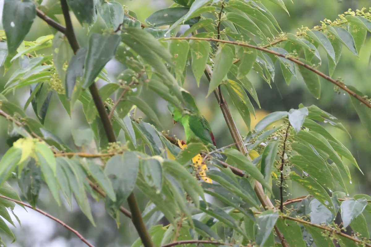 Pygmy Hanging-Parrot - ML641163609