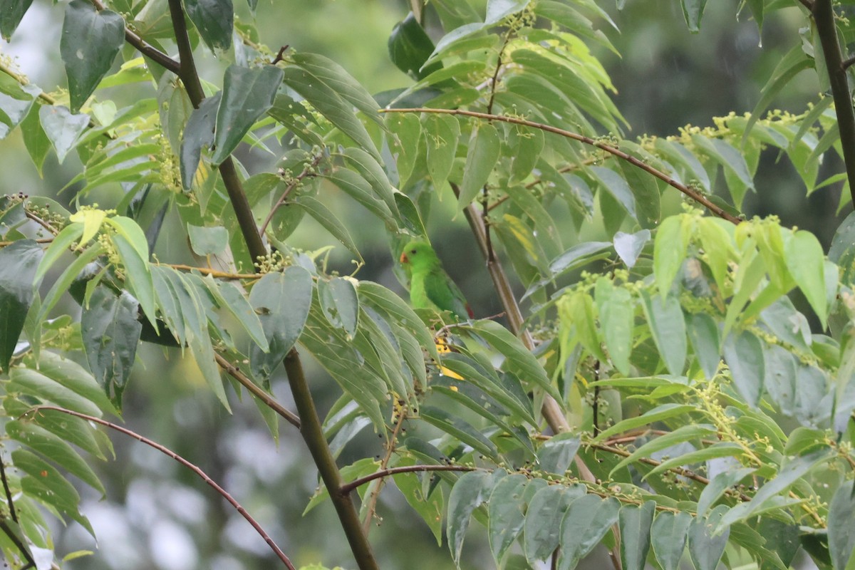 Pygmy Hanging-Parrot - ML641163610