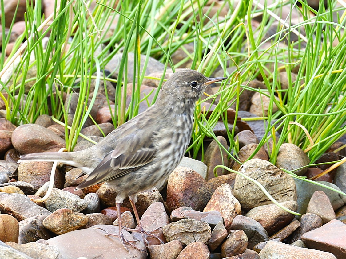 Rock Pipit - ML641163626