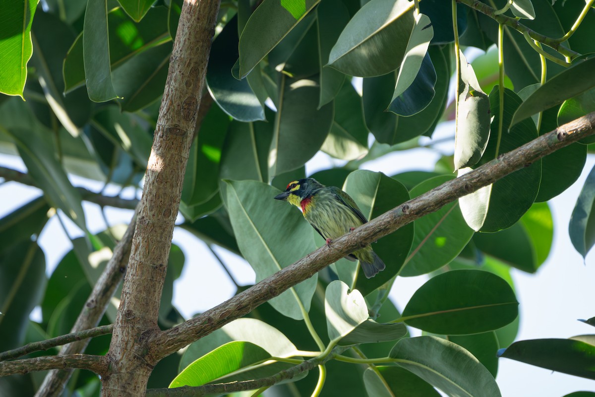 Coppersmith Barbet - ML641163636