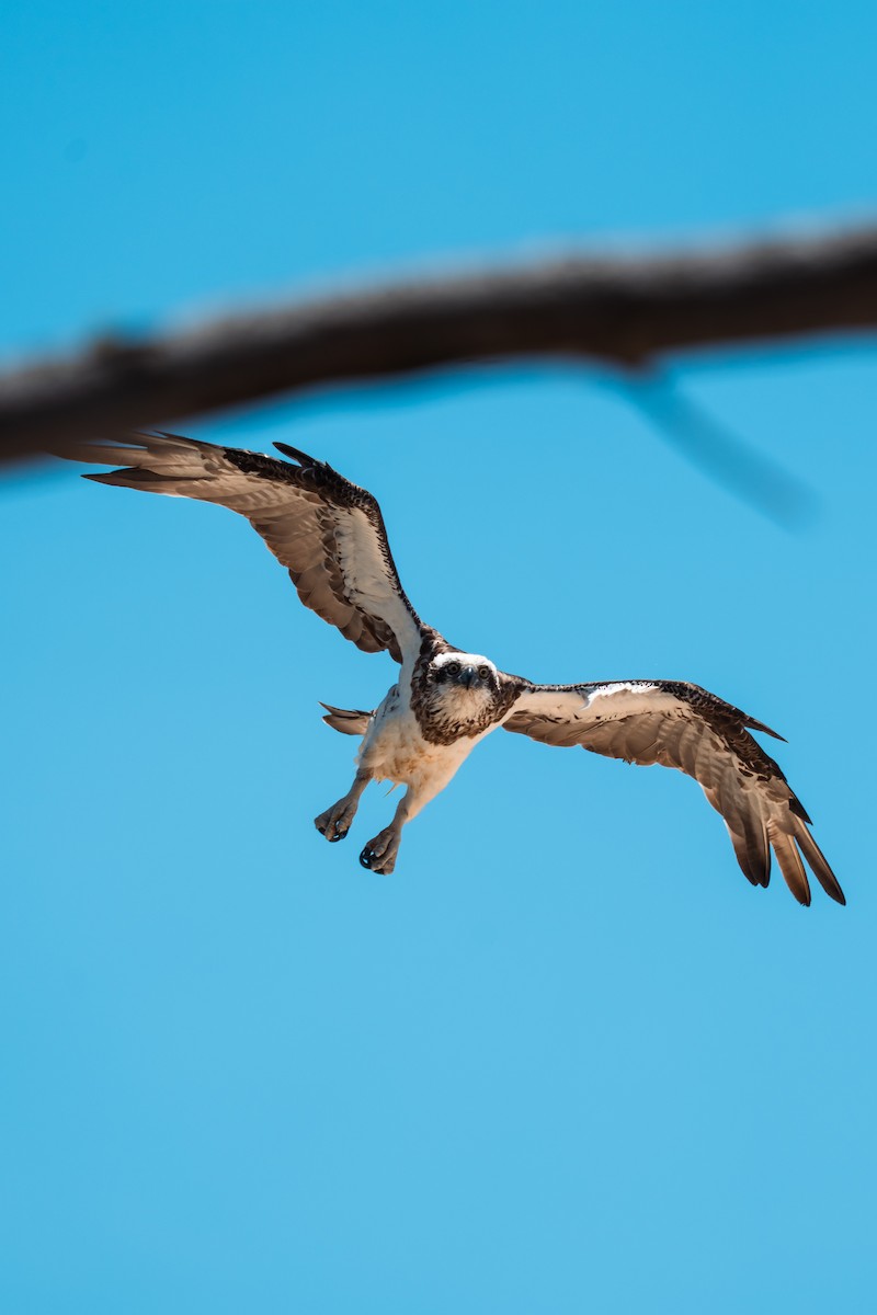 Osprey - ML641163645