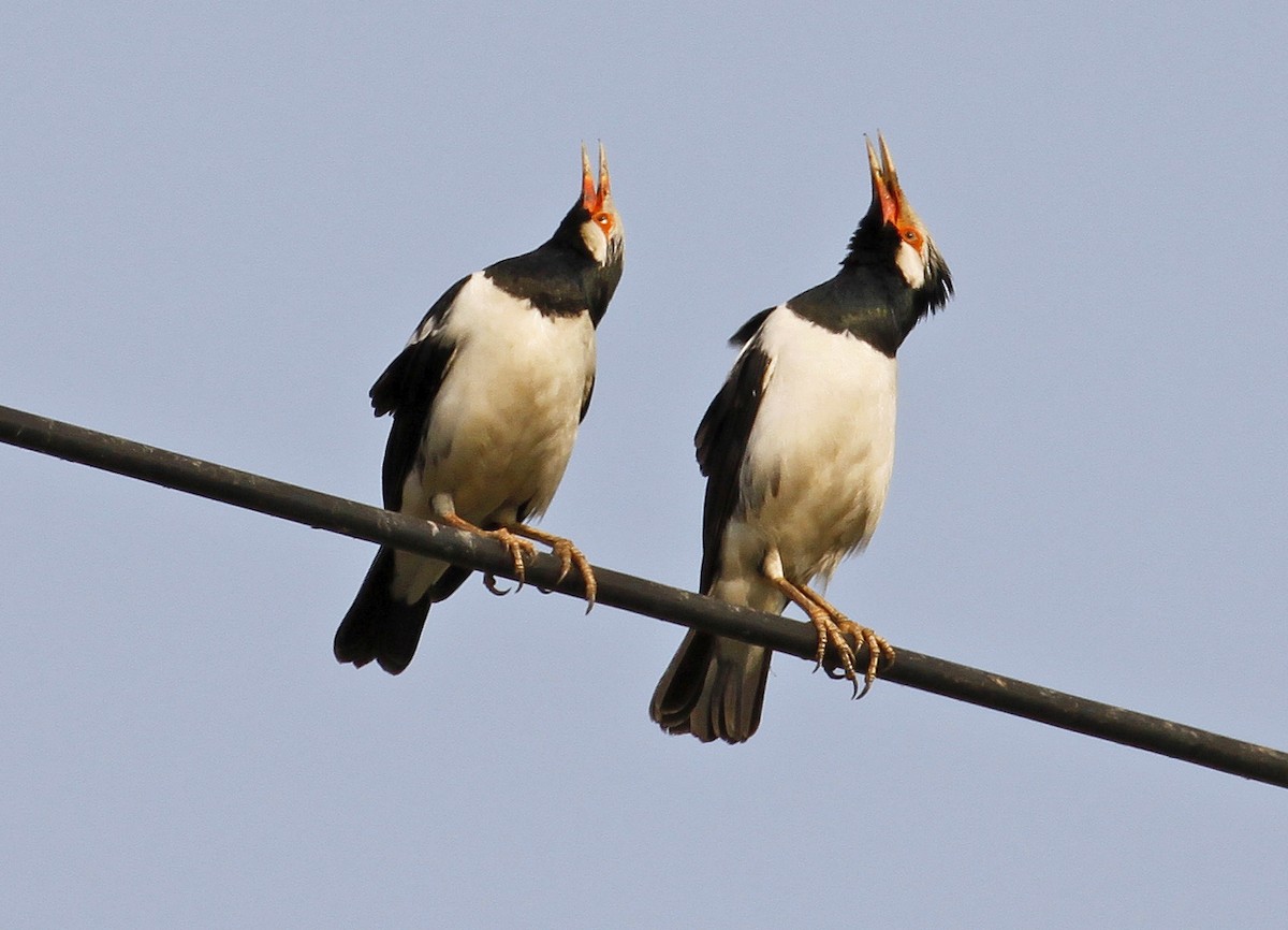 Siamese Pied Starling - ML641163666