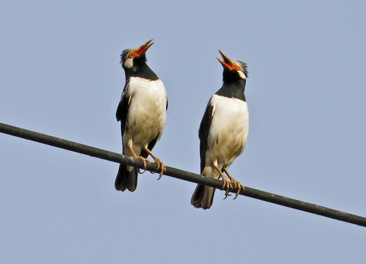 Siamese Pied Starling - ML641163668