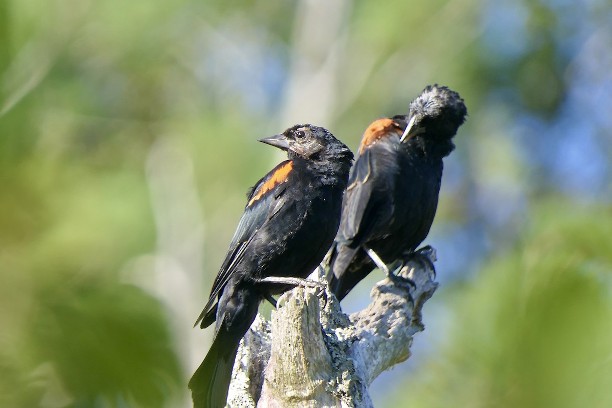 Red-winged Blackbird - ML641163684
