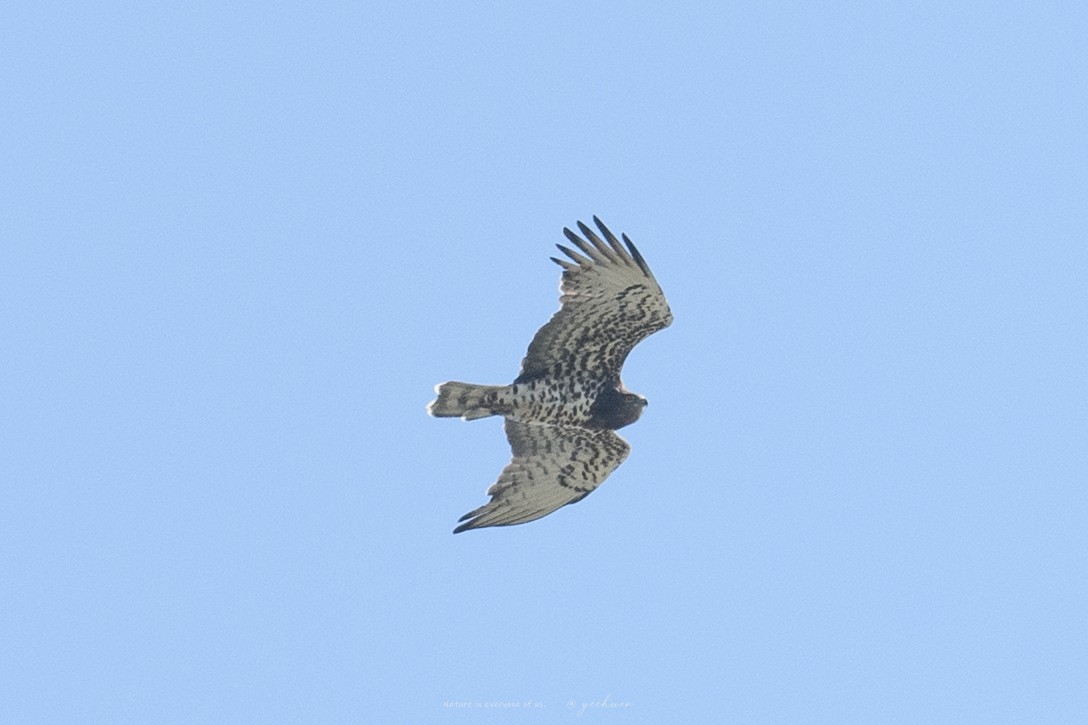 Arrano sugezalea - ML641163686
