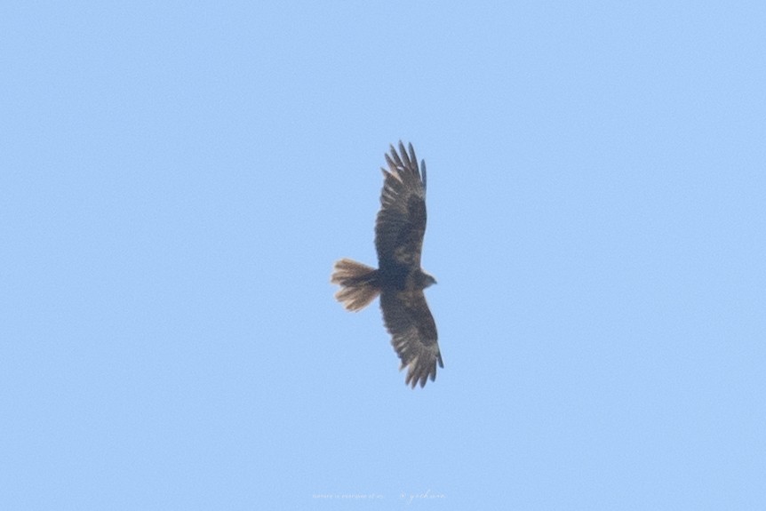 Eastern Marsh Harrier - ML641163687