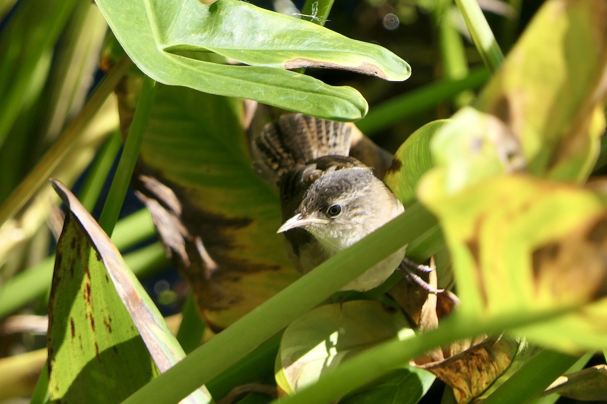 Marsh Wren - ML641163694