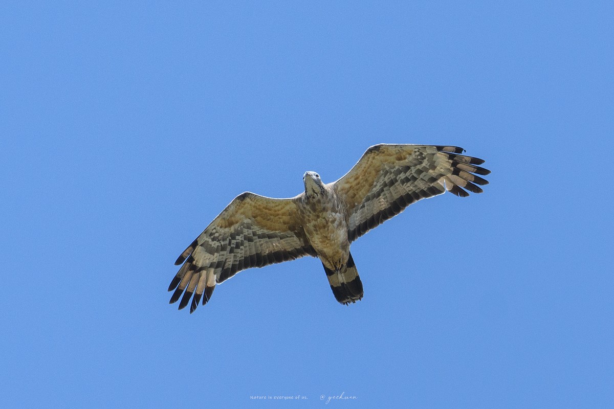 Oriental Honey-buzzard - ML641163695