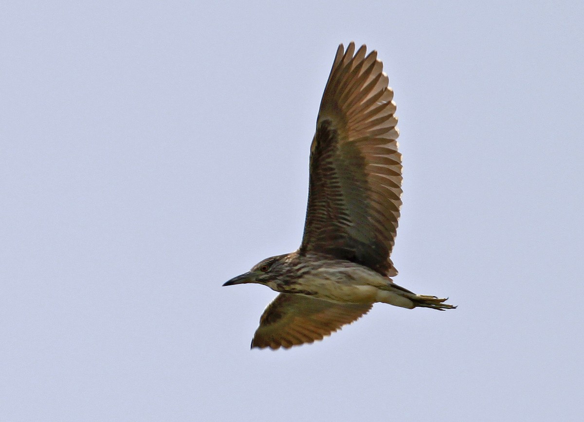Black-crowned Night Heron - ML641163708