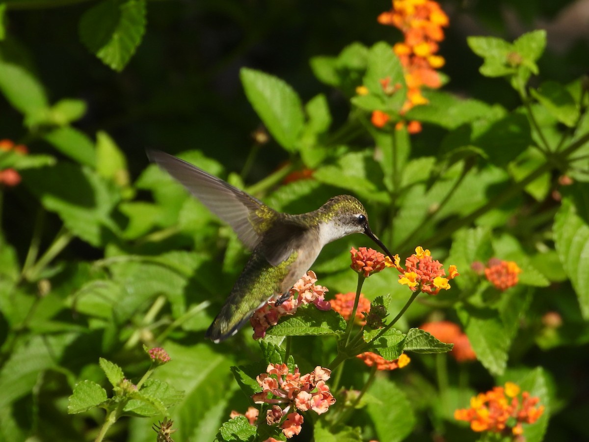 Ruby-throated Hummingbird - ML641163717