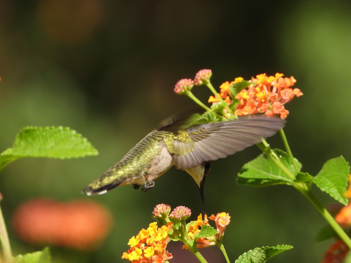 Ruby-throated Hummingbird - ML641163718