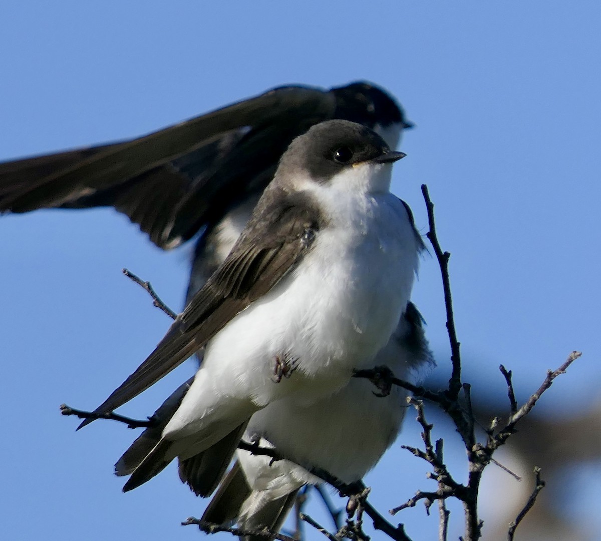 Tree Swallow - ML641163719