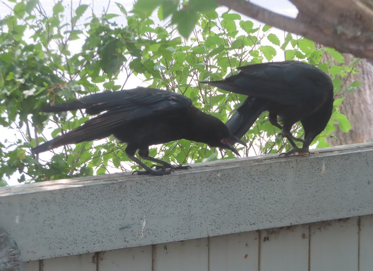 American Crow - Violet Kosack