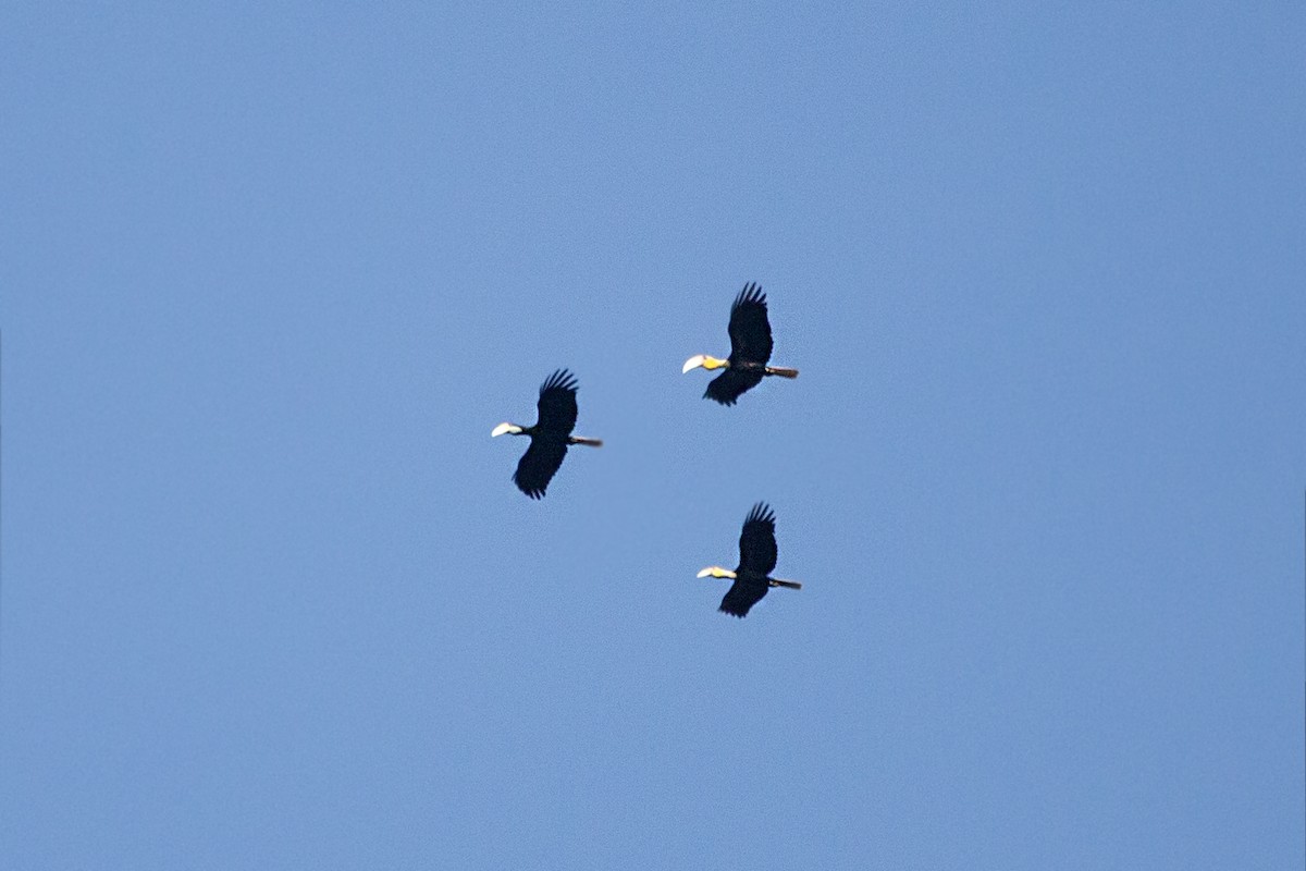 Plain-pouched Hornbill - ML641163723
