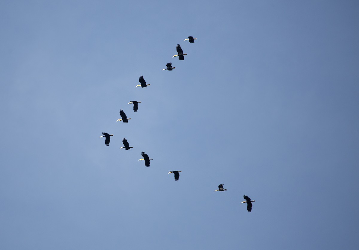 Plain-pouched Hornbill - ML641163726