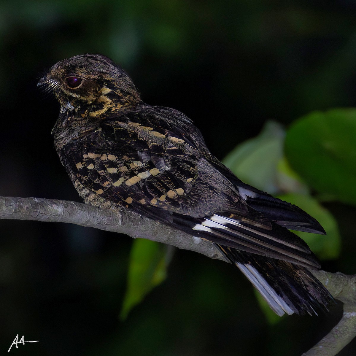 Large-tailed Nightjar - ML641163746
