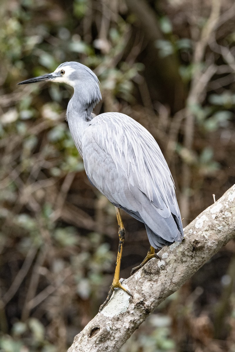 White-faced Heron - ML641163749