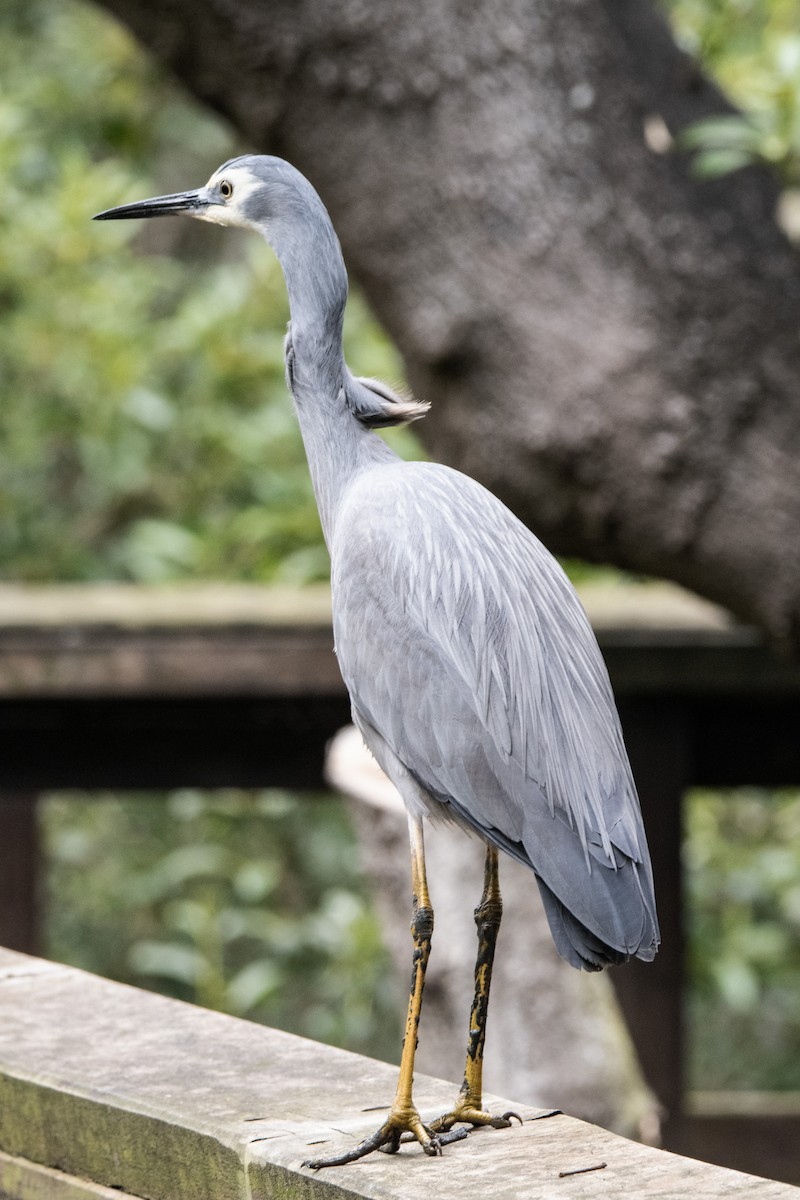 White-faced Heron - ML641163753