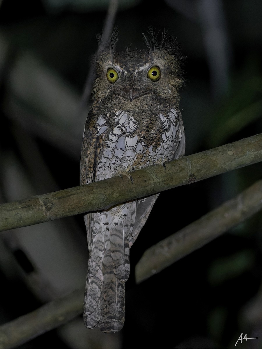 Palawan Frogmouth - ML641163754
