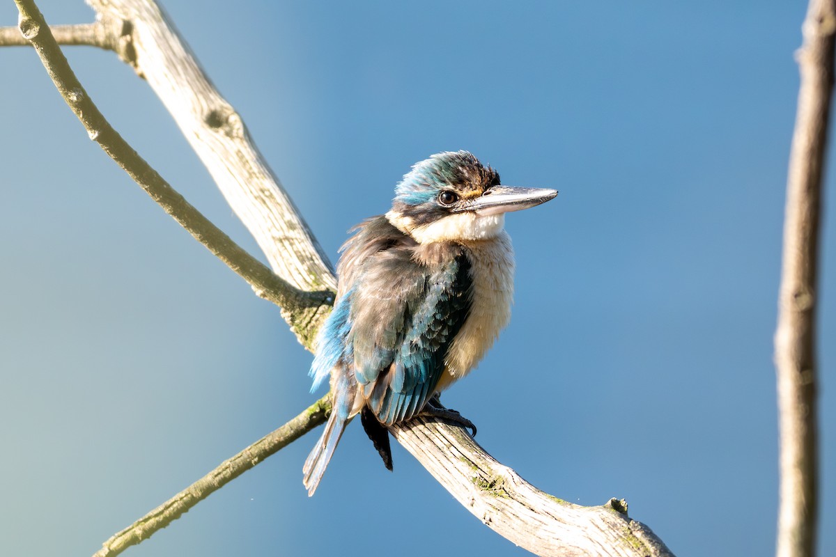 Sacred Kingfisher - ML641163761