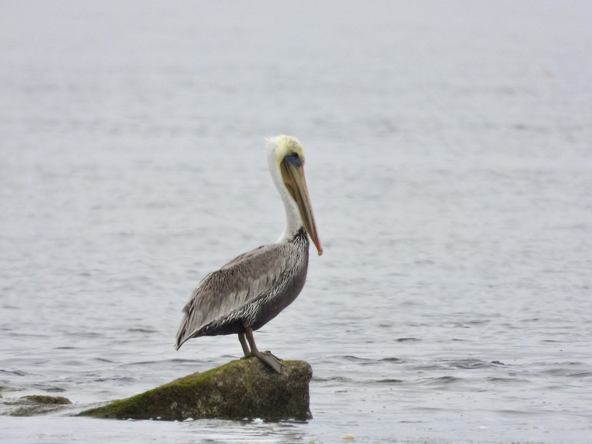 Brown Pelican - ML641163766