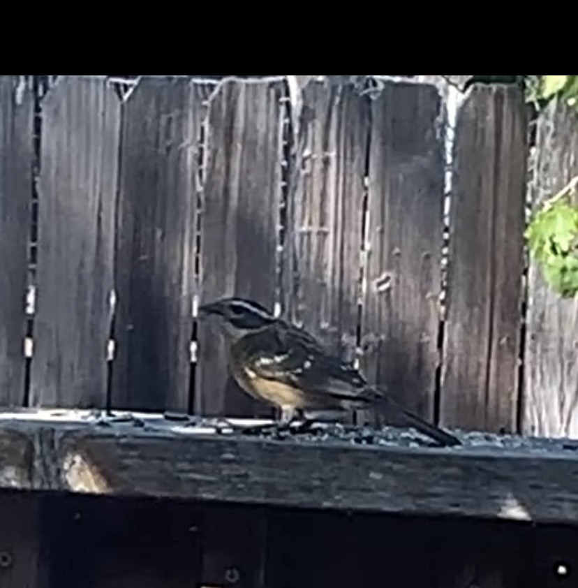 Rose-breasted/Black-headed Grosbeak - ML641163767