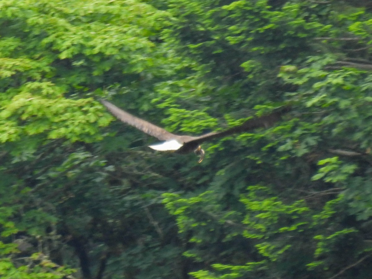 Bald Eagle - ML641163768