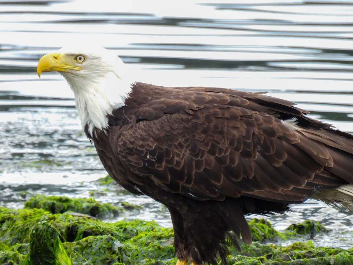 Bald Eagle - ML641163770